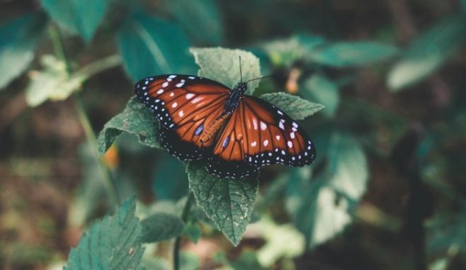 Поучительная история про бабочку и важность борьбы в нашей жизни