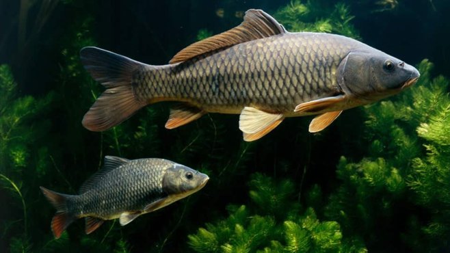 Как определить возраст рыбы?