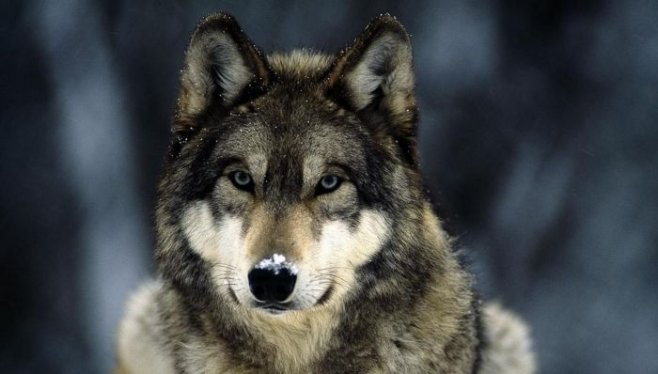 Мужчина сигма-самцец: одинокий волк