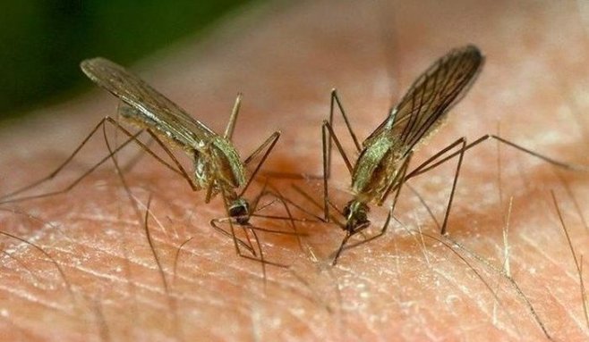 Как тебя находят комары и какие у них для этого есть способности