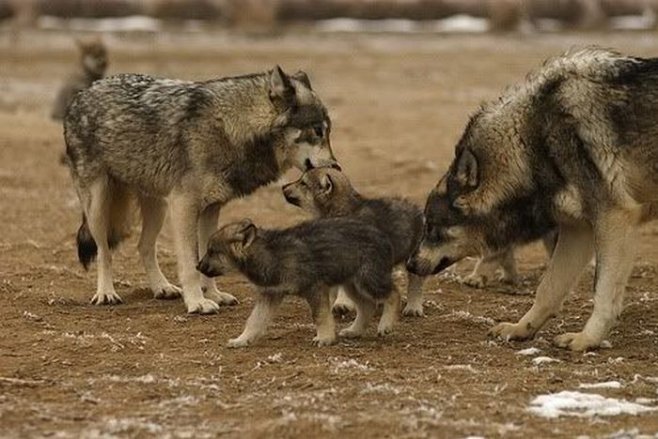 Миф и реальность об альфа-самце на примере стаи волков