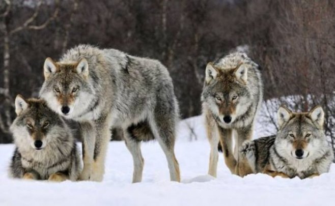 Миф и реальность об альфа-самце на примере стаи волков