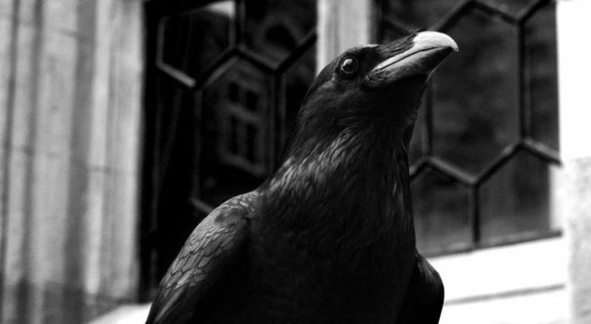 Чёрный ворон: тотем и символизм этой птицы в древних культурах мира