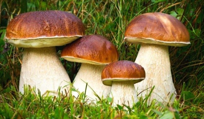 Если собрались в лес за грибами: Дельные советы